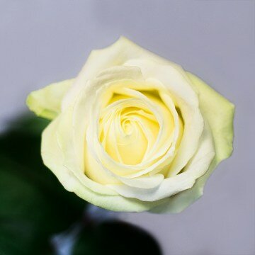 Белая роза поштучно