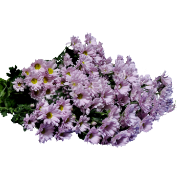 Розовая хризантема поштучно(ветка)