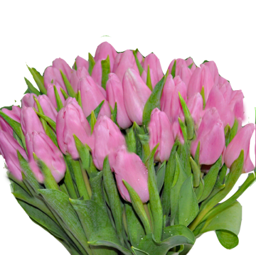 Тюльпаны розовые поштучно