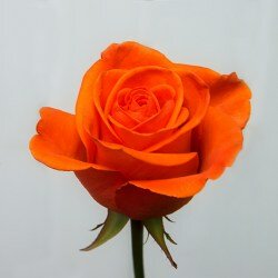 Роза коралловая