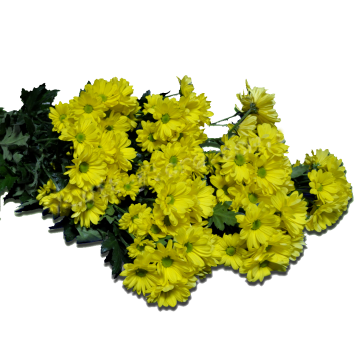 Желтая хризантема поштучно(ветка)