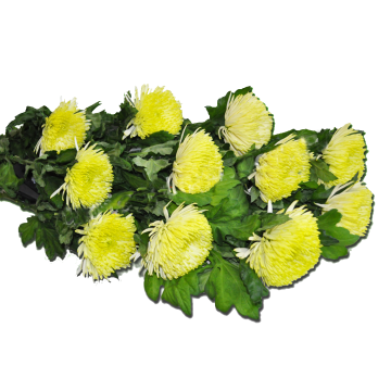 Желтая хризантема одноголовая поштучно